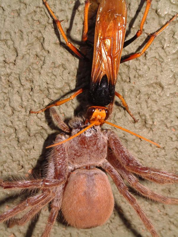 Heteropoda_ZZXYX_D3936_Z_90_Alice Springs_Australie.jpg